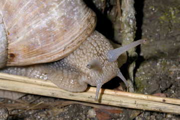 roman snail, helix pomatia