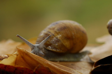 caracol