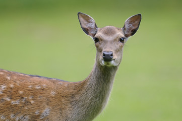fallow deer, dama dama