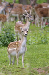 fallow deer, dama dama