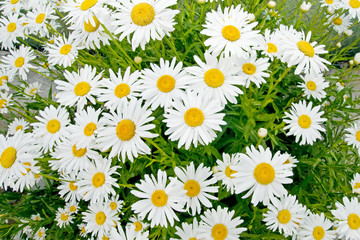 margaritas naturales