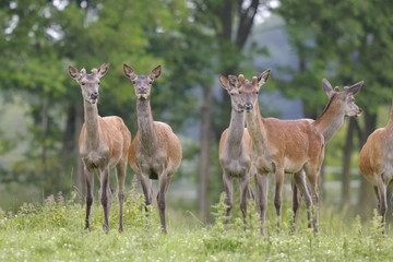 red deer, cervus elaphus