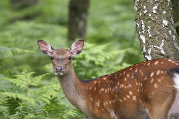 fallow deer, dama dama
