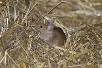 Naklejka na ściany i meble dom mysz, musculus domesticus