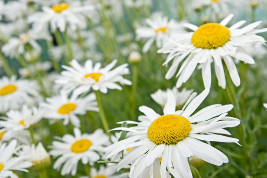 flores primaverales