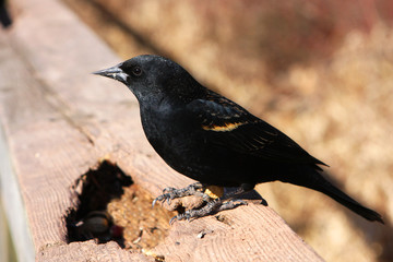 Red-winged Blackbird Male Profile