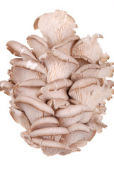 Fresh oyster mushroom isolated on white