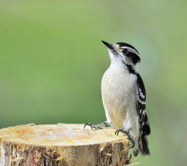 Downy Woodpecker