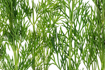 Green dill branches is isolated