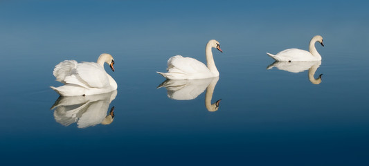 Swan Lake