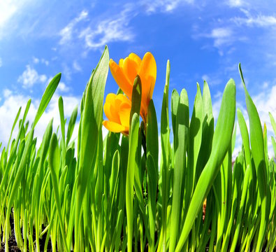 Fr&uuml;hling Wiese mit gelben Krokusse