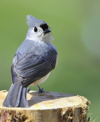 Tufted Titmouse