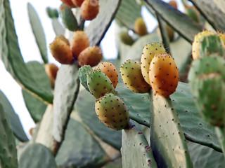 cactus fig