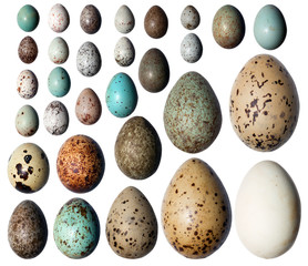 Naklejka premium Collection of the bird's eggs.
