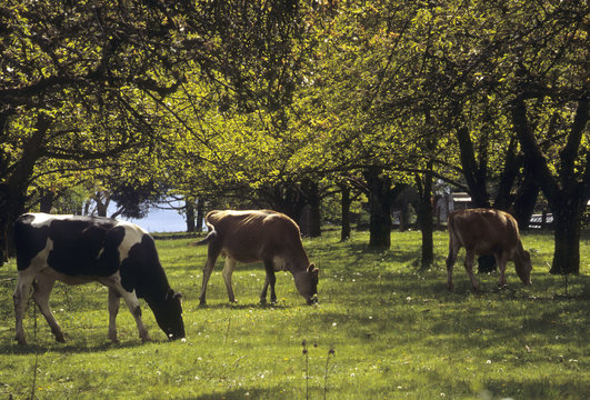 Three cows grazing in orchard in spring