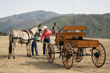 Hitching Up The Mules
