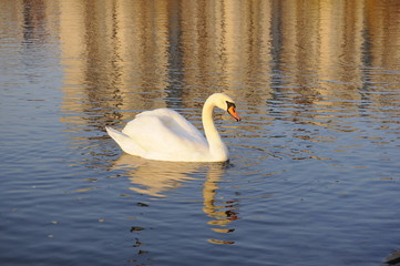 łabedz © kreatorex