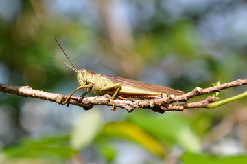 Grashüpfer