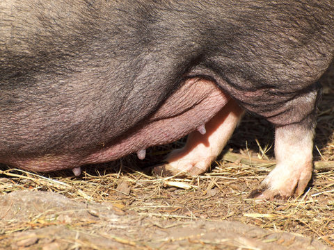 Zitzen vom H&auml;ngebauchschwein