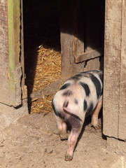 Ferkel läuft in den Stall