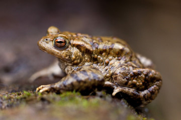 crapaud amphibiens anoures batraciens marais croâs