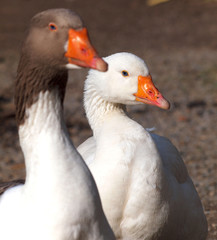 Gänse