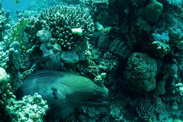 Naklejka na ściany i meble moray eel in reef