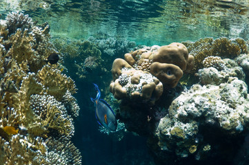 Naklejka na ściany i meble coral reef and tropical fish