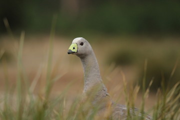 cape barren goose