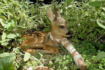Roe deer (Capreolus capreolus) baby with broken leg © belizar