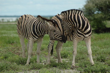Fototapeta premium Zebras im Etoscha Nationalpark