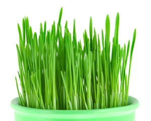 Close-up of green oat grass in a pot isolated on white