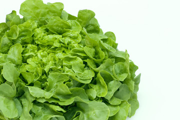 Oak leaf lettuce close-up