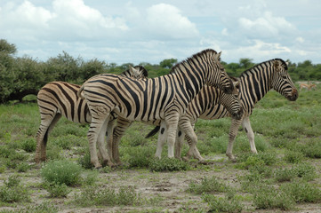 Fototapeta na wymiar Zebras im Etoscha Nationalpark