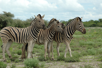 Zebras im Etoscha Nationalpark