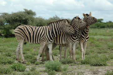 Fototapeta na wymiar Zebras im Etoscha Nationalpark