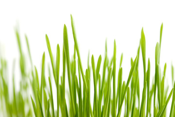 Fototapeta premium Green grass