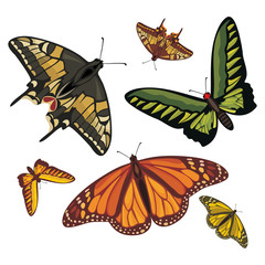 different realistic butterflies