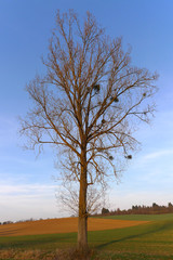 Baum mit Misteln