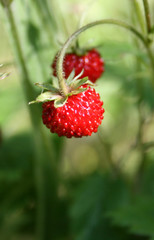 Two Strawberries Against Green