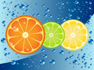 Citrus fruit slices in sparkling water