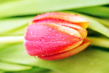 tulip and many  leaves