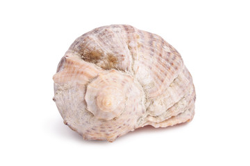 Seashell