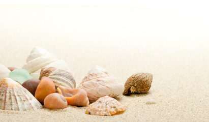 seashell on sand background - close up of shells