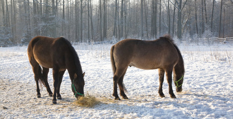 Two Tarpan like Polish Horses