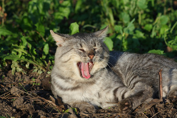 Yawn cat
