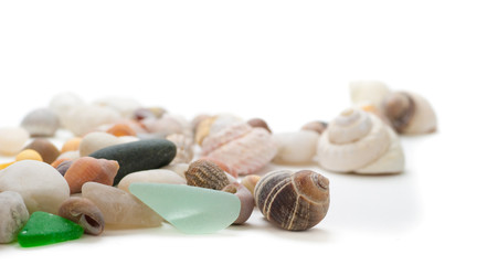 coquillages sur un fond blanc - élément décoratif