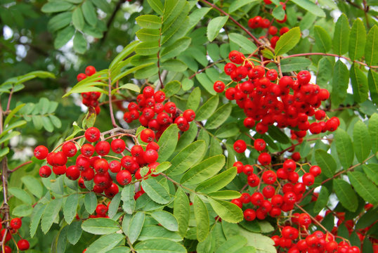 Eberesche - Rowan 17
