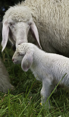 Obraz premium mother sheep and baby lamb