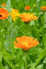 Ringelblume - calendula 31